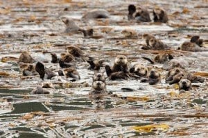 UCSC study shows how urchin-loving otters can help fight global warming