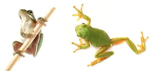 Frog-like robot will help surgeons