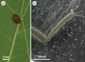 Bean leaves can trap bedbugs, researchers find