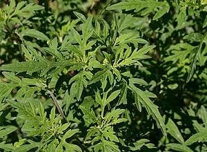 Study Demonstrates That Once-a-Day Pill Offers Relief From Ragweed Allergy Symptoms