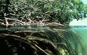 Restoring Mangroves May Prove Cheap Way to Cool Climate