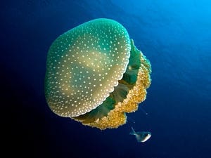 Boom in jellyfish: overfishing called into question