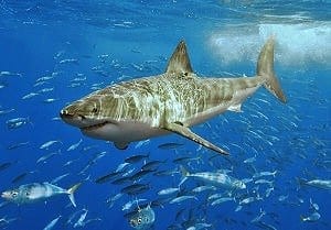 Sharks tracked by surfing robot and free app