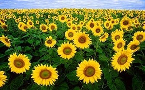 New non-GM technology platform for genetic improvement of sunflower oilseed crop