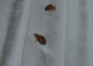 Innovative New Nanotechnology Stops Bed Bugs in Their Tracks - Literally