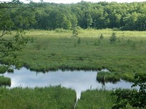 Farming Carbon: Study Reveals Potent Carbon-Storage Potential of Human-Made Wetlands