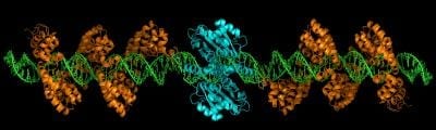 Genetic editing shows promise in Duchenne muscular dystrophy