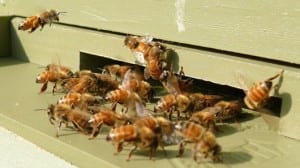 Water supplement for bees is claimed to prevent Colony Collapse Disorder