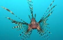 Caribbean's native predators unable to stop aggressive lionfish population growth