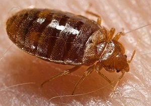Got Bed Bugs? Use This New, Cheaper, More Effective, DIY, Low-Cost Trap To Find Out