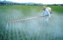 How Pesticides Change the Environment