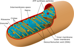 Animal_mitochondrion_diagram_en_(edit).svg