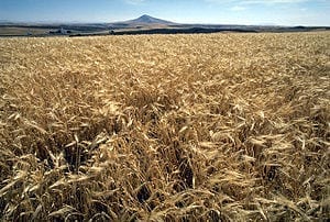 Existing Cropland Could Feed 4 Billion More