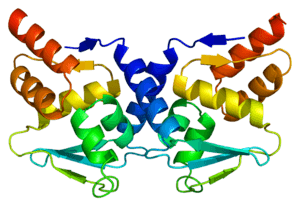 Novel Drug Shuts Down Master Protein Key to Lymphoma