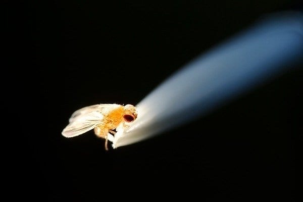Unprecedented genome editing control in flies promises insight into human development, disease