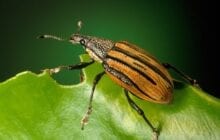 Scientists shut down reproductive ability, desire in pest insects