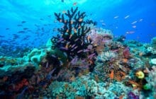 'Street-view' comes to the world’s coral reefs