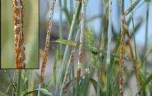 Breakthrough in wheat disease