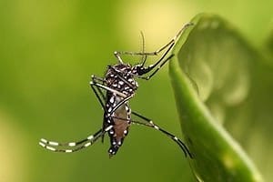 Second door discovered in war against mosquito-borne diseases - not good news