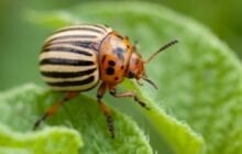 Spread of crop pests threatens global food security as Earth warms