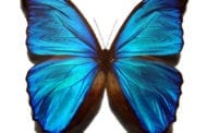 Butterfly wings inspire new technologies: from fabrics and cosmetics to sensors