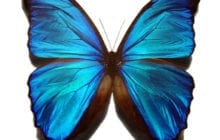 Butterfly wings + carbon nanotubes = new ‘nanobiocomposite’ material