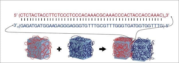 Programmable glue made of DNA directs tiny gel bricks to self-assemble