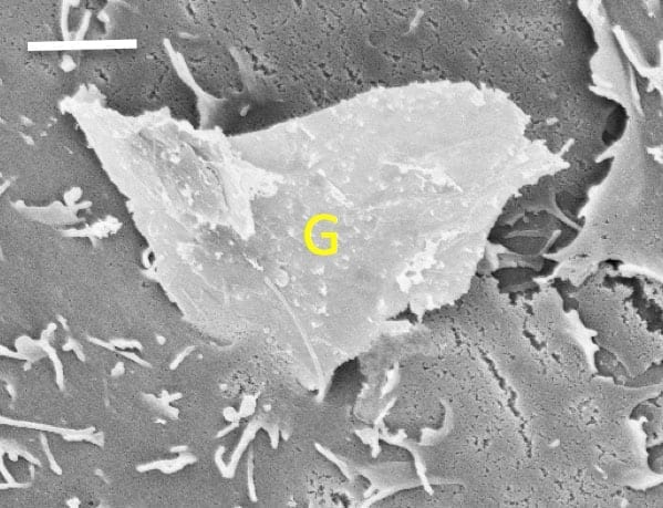 Jagged graphene can slice into cell membranes