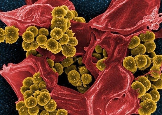 Biologists Discover New Method for Discovering Antibiotics