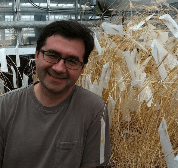 Resistance gene found against Ug99 wheat stem rust pathogen