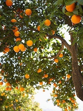 New study offers hope for halting incurable citrus disease