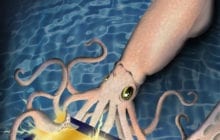 UCI researchers fabricate new camouflage coating from squid protein