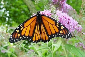 The People’s Choice: Americans Would Pay to Help Monarch Butterflies