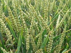 McGill discovery should save wheat farmers millions