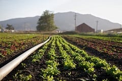 Small Changes in Agricultural Practices Could Reduce Produce-borne Illness