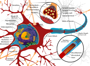 Lou Gehrig’s Disease: From Patient Stem Cells to Potential Treatment Strategy in One Study