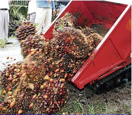 Breakthrough in oil palm research