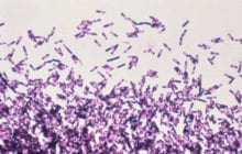 Fecal transplant pill knocks out recurrent C. diff infection, study shows