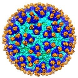 Researchers manipulate virus to create possible new cancer treatment