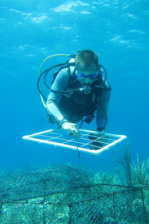 Large study shows pollution impact on coral reefs – and offers solution
