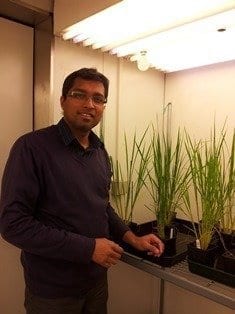 New discovery could stimulate plant growth and increase crop yields