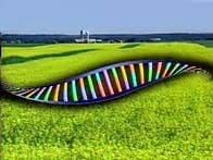 OGM_-_ADN