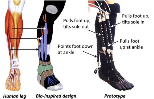 Bio-Inspired Robotic Device Could Aid Ankle-Foot Rehabilitation