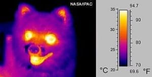 Thermogram (infrared image) of a small dog, with Fahrenheit temperature scale. Approximate Celsius scale was added later by Wikipedia. (Photo credit: Wikipedia)