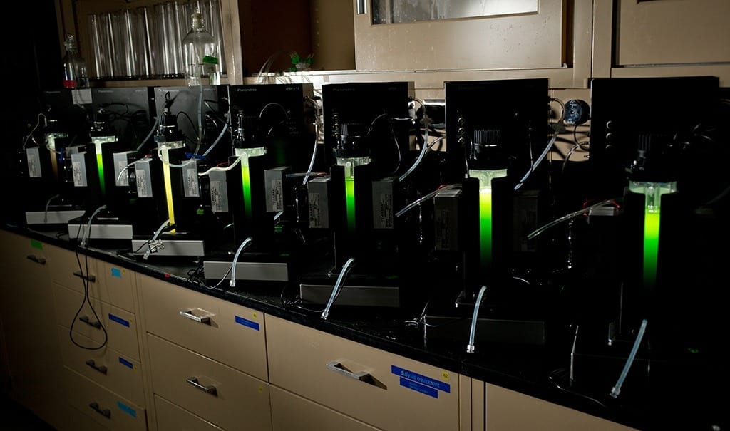MSU advances algae’s viability as a biofuel