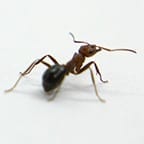 Could Influence Robotics: Ants can lift up to 5,000 times their own body weight
