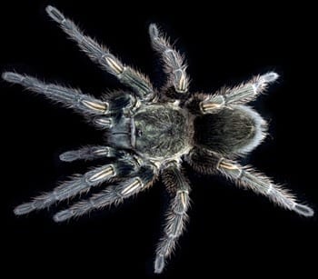 Within tarantula venom, new hope for safe and novel painkillers found