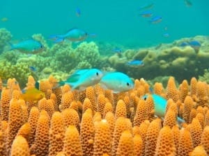 Fish living near the equator will not thrive in the warmer oceans of the future