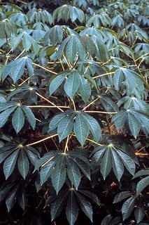 A Cassava Revolution Could Feed the World’s Hungry