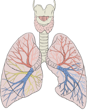 Lung Regeneration Getting Closer
